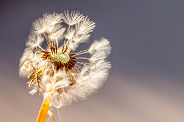 Dandelion flower seeds blowing in the wind