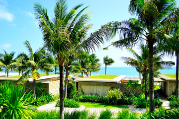 palms on the ocean side