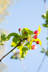 gentle pink buds of Apple trees, green fresh spring leaves on the branches