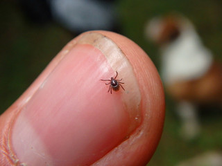 Tiny mite tick trying to bite n suck in middle of the forest in summer Probably he was searching some other animal like a dog, cat, wild boar, deer, bear, wolf, bird, ferret, or fox to parasite. vet