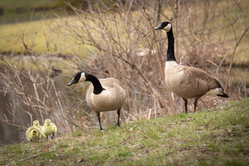 family of canada geese © AGrandemange