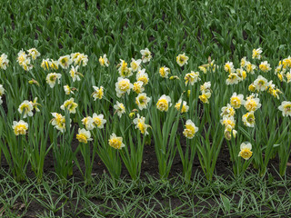 The first spring colorful flowers of daffodils planted in rows on a flower bed in the city park. Flower beds with a geometric pattern of colorful spring daffodils
