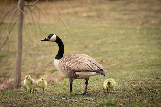 family of canada geese