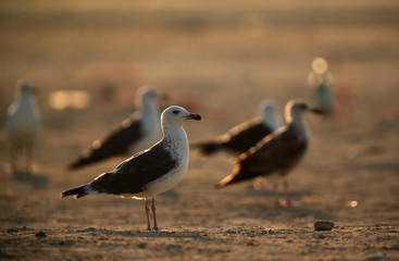 Heuglins gulls in the morning
