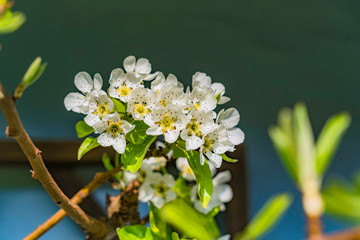 the blooming pears