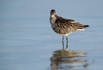 Bar-tailed Godwit preening its plumage