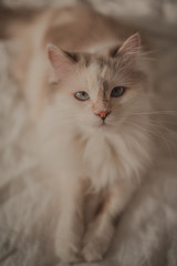 White gray beautiful cat lies on the bed.