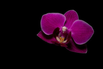 Fototapeta na wymiar orchidea na czarnym tle