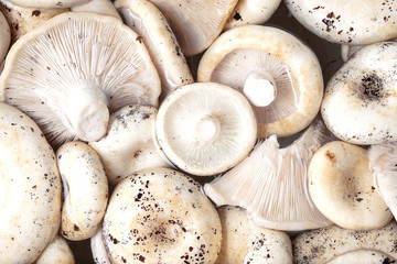 a lot of porcini mushrooms of the milkweed type in the water