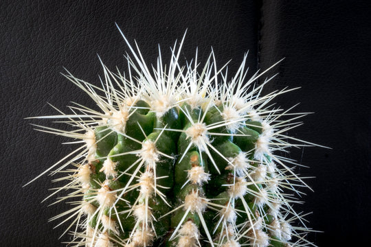 Green cactus (genus Acanthocalycium) with distinct ribs and long sharp needles