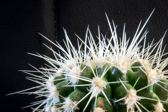 Close up of an illuminated cactus (genus Acanthocalycium) with long sharp needles