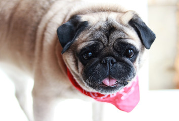 beige pug dog with a dark muzzle and a red scarf stuck out his tongue