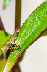 fourmis sur un bouton de pivoine 