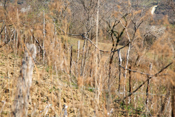 Obraz premium a fence in a rustic style, fence in the village