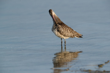 Bar-tailed Godwit preening