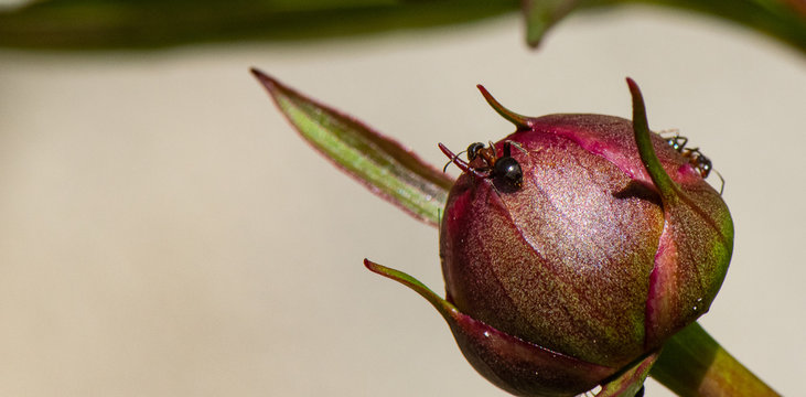 fourmis sur un bouton de pivoine 