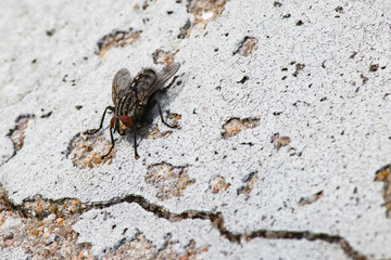 la mouche à damier
Diptère – Brachycère – Sarcophagidae