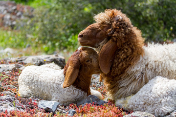 Naklejka premium close up of a sheep