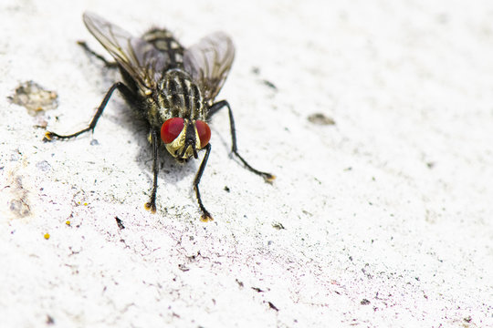 la mouche à damier
Diptère – Brachycère – Sarcophagidae