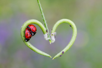 Ladybugs making love on a green twig
