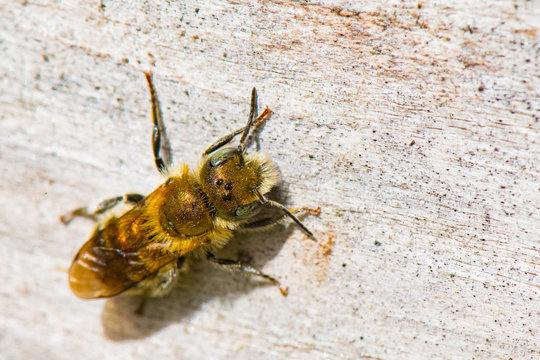 Osmia caerulescens Linnaeus