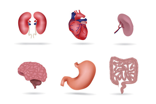 Human organs anatomy set with shadow. Cartoon human organs. Set with kidneys, heart, spleen, brain, stomach, intestines.