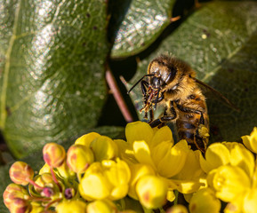 bee in spring