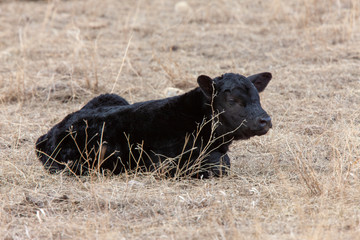 Cow Calf in field