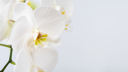 Naklejka na ściany i meble Beautiful and fragrant white orchidaceae close up. Orchid family flowering plant. Wide natural background with copy space