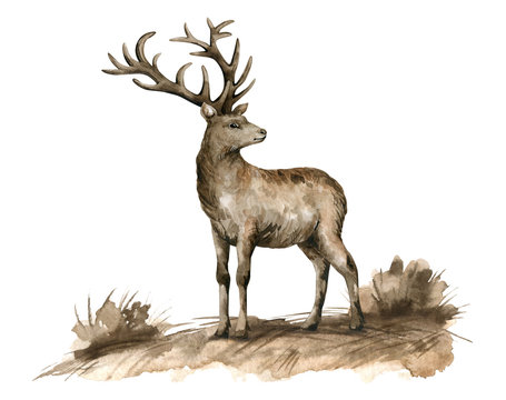 Watercolor brown deer and field landscape. Realistic hand-painted herbivorous wild animal isolated on white background. Vintage elk illustration.