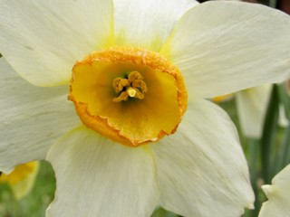 White Daffodil Flower 