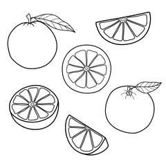 Set of linear drawing oranges isolated on white background. Sketch for coloring booking page. Vector illustration