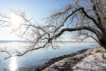 Fototapeta na wymiar Shoreline of lake in winter