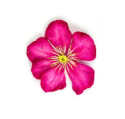 Obraz premium Purple clematis flower on bright background, place for text, postcard.