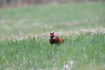 Common pheasant walking on the grass in sunny springtime  - 341419779