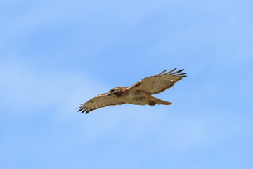 Red-tailed Hawk in flight