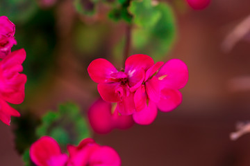 RED spring flowers against a blurred background. Spring blooming tree with green leaves. Gilly flowers