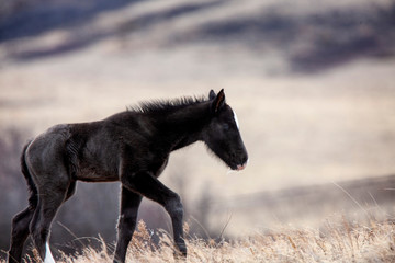 Obraz na płótnie Canvas Prairie Horses Saskatchewan