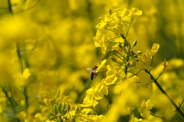 Gelbe Rapsblüte mit Biene und unscharfer gelber Hintergrund - Stockfoto