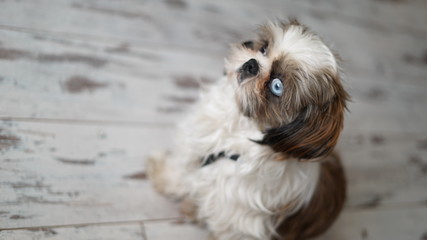 Portrait of lovely shihtzu with one blue and one brown eyes.