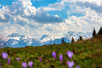 Allgäu - Berge - Krokusse - Frühling - Ofterschwang