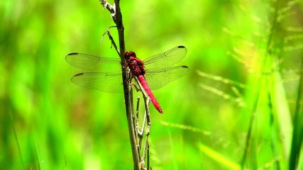 An exotic red dragonfly of South America on a branch