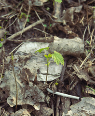 trash in the forest, human activity, 
human invasion of nature