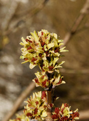 buds and flowers of Acer Negundo tree at spring