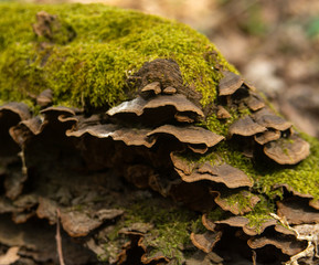 moss on tree