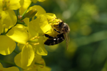 Biene bei der Bestäubung von gelber Rapsblüte und unscharfer grüner Hintergrund - Stockfoto