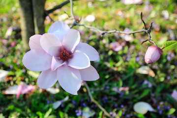 Garten und Gartenbau: Traumhafte Blüte der Tulpen-Magnolie in einem Park (Nahaufnahme)