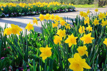 Garten und Gartenbau: Beete Felder mit blühenden gelben Narzissen (Osterglocken), Bellis und Stiefmütterchen als Frühlingsblumen entlang eines Weges in einem Park © blickwinkel2511