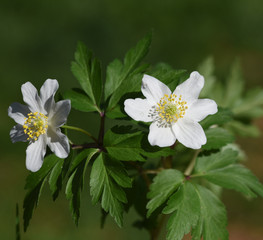 Buschwindroeschen, Anemone, nemorosa