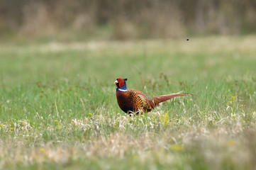 Common pheasant walking on the grass in sunny springtime 